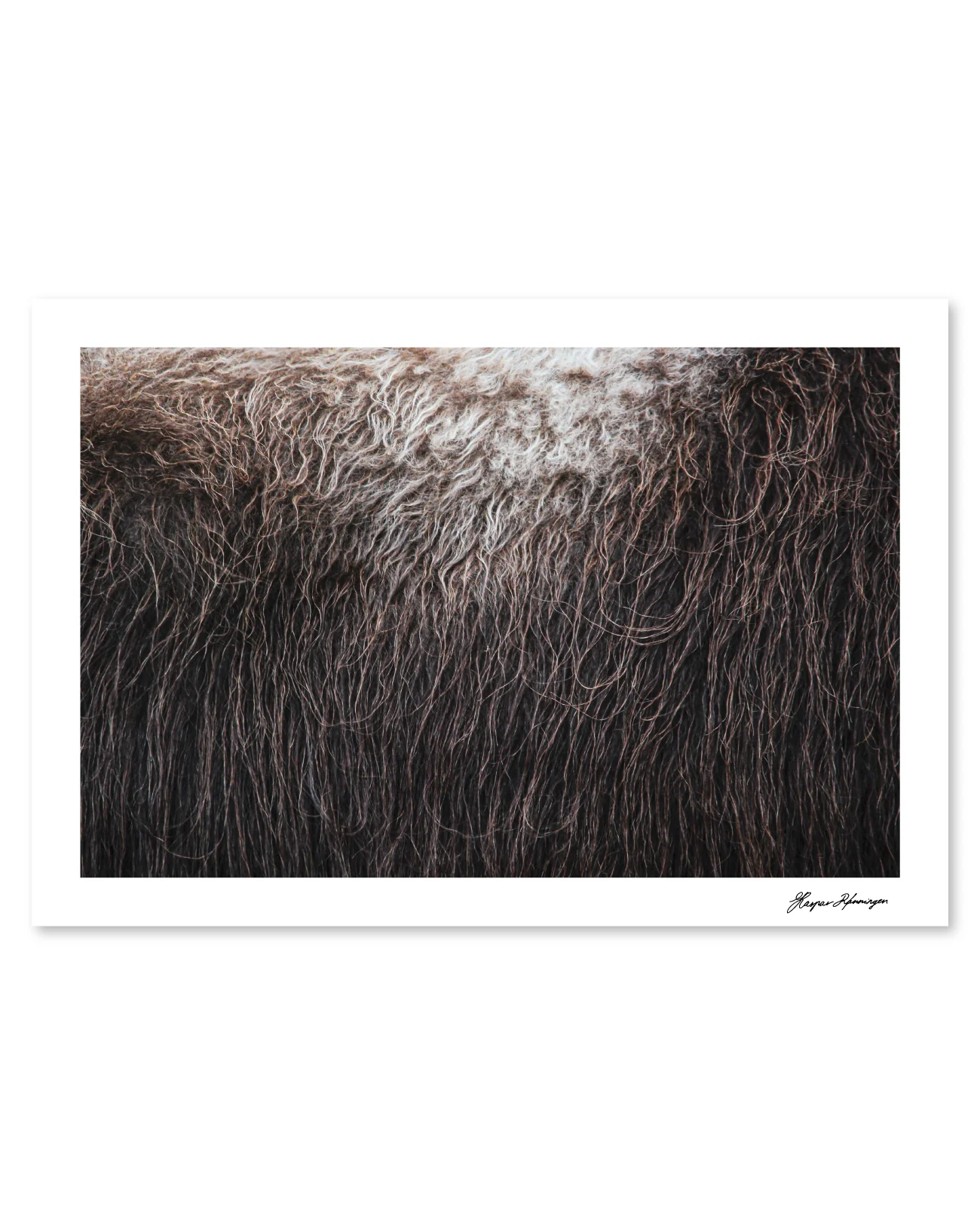 Muskox Photography Prints by  Kaspar Rønningen